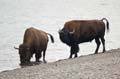 010 Amerikanischer Bison - Buffalo